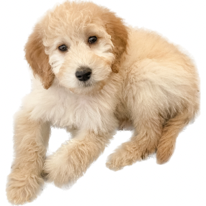 October 17, 2021 | Classic Country Litter #1 of Standard Goldendoodle Puppies | Reba